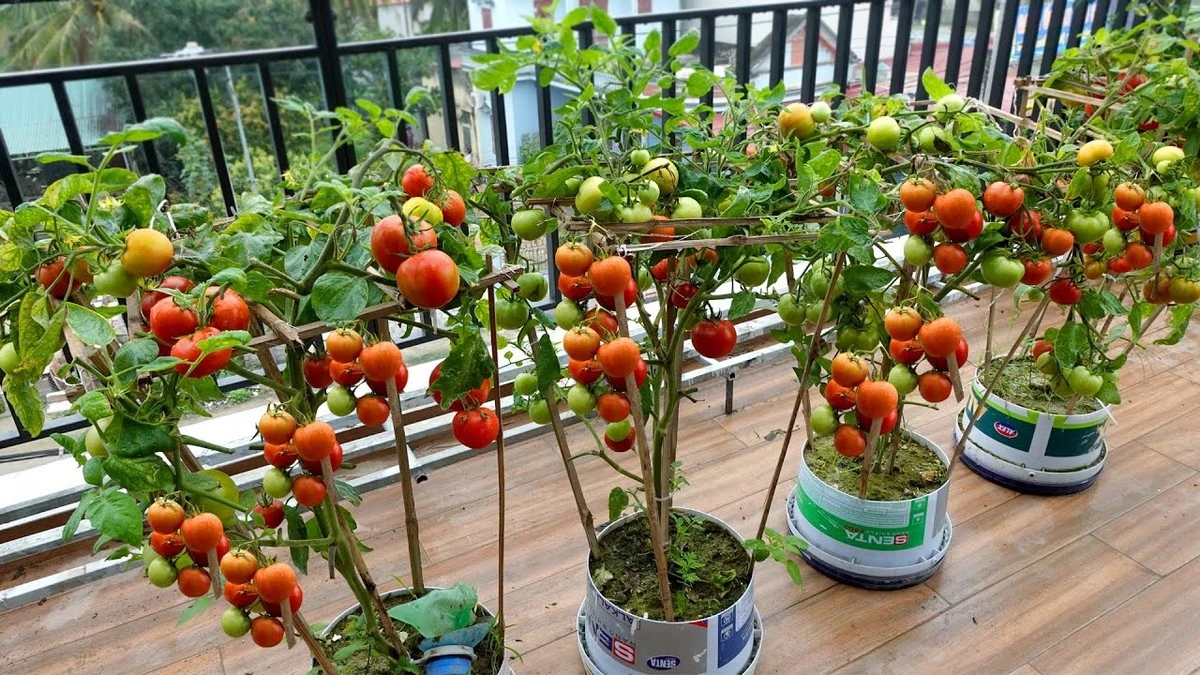 Tomat i vindueskarmen: Dyrk Balcony Miracle med dette simple trick - image 1