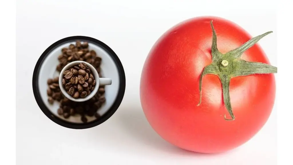 Tomat-succes: Jeg bruger altid kaffegrums i haven for bedre vækst