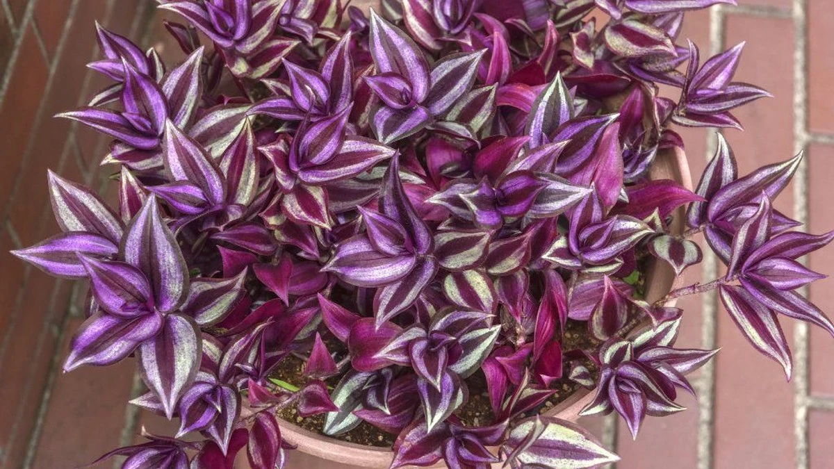 Tradescantia zebrina fra Mexico: Sådan stopper du kløe på 20 minutter - image 1
