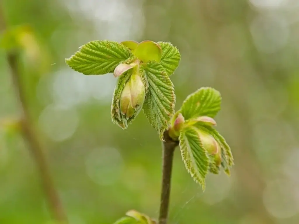 Tunge ben: Prøv dette 0.95-tip med Hassel (Corylus avellana) fra Litauen
