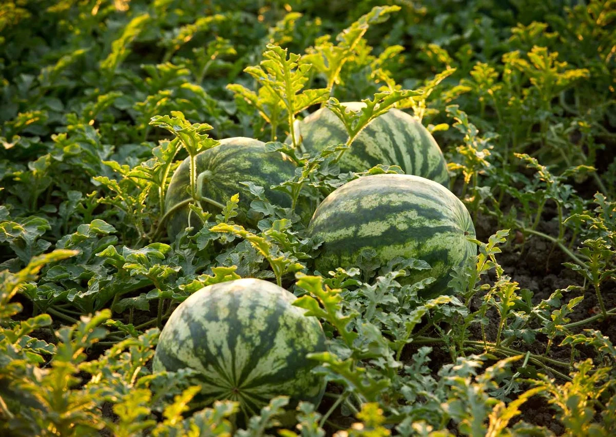 Vandmelon i haven: 7 tricks fra Litauen giver sprøde resultater - image 1