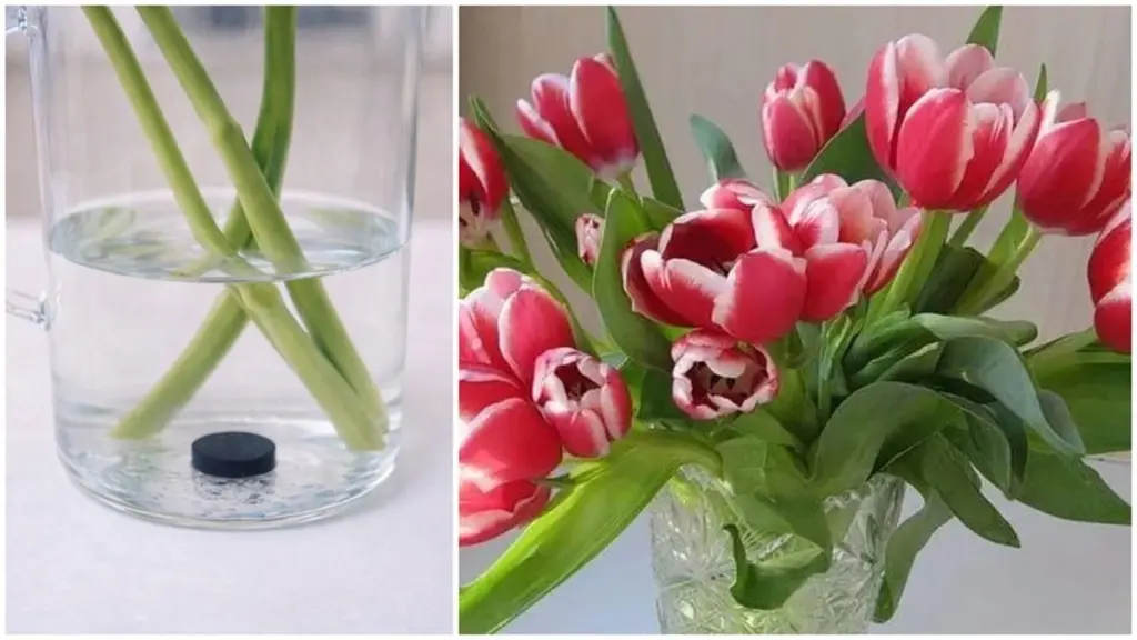 Visne tulipaner: Dette enkle trick med aktivt kul holder dem friske i 10 dage