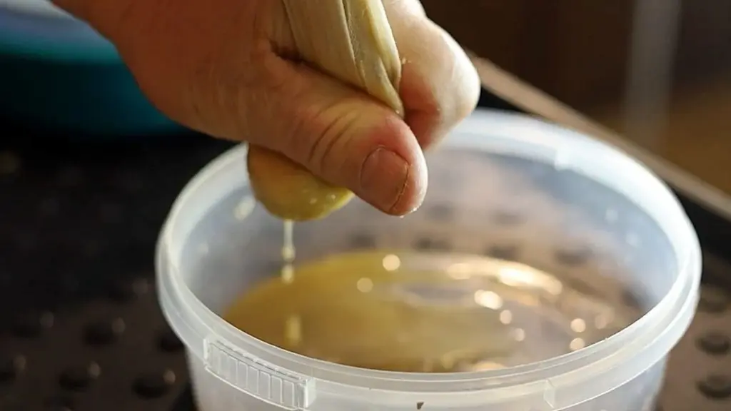 Væk gamle frø på 3 dage: Brug Aloe vera og Fytosporin til spiring