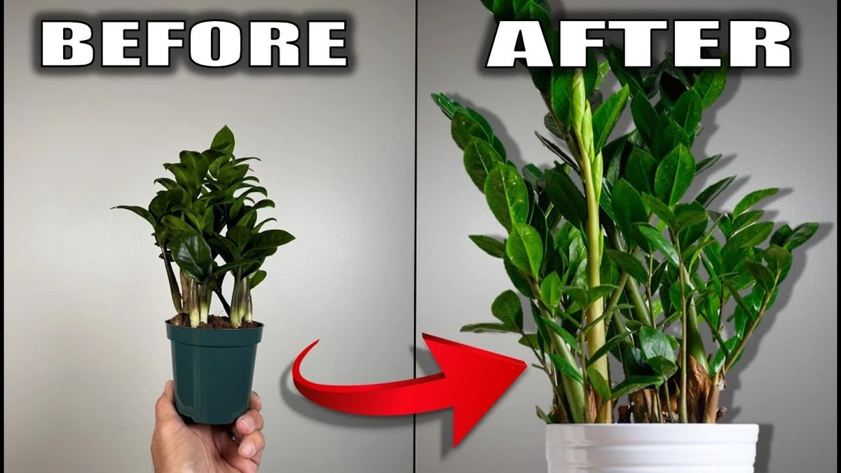 Zamioculcas står stille: Sådan får du den til at vokse med Blodmel - image 1